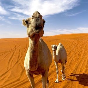 Meet your Posher, Jasher